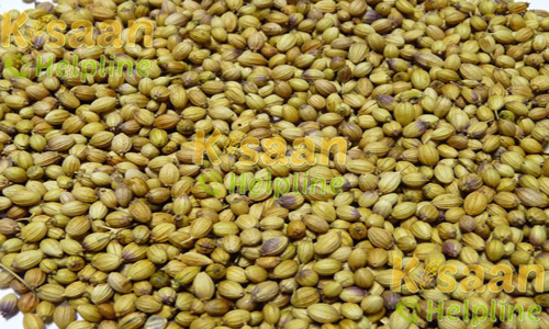 कुंभराज (धनिया)